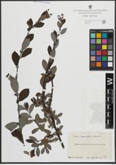 Foto von Salix arenaria L.